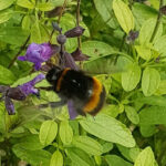 Buzzing Beauty: The Bumblebees of the UK