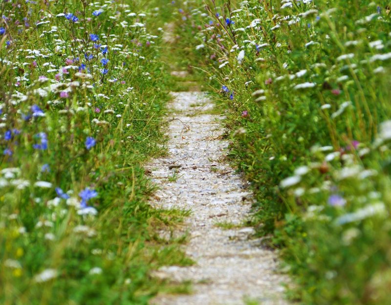 A close up shot of a rural pathway surrounded by magical wildflowers in white, blue, pink and yellow